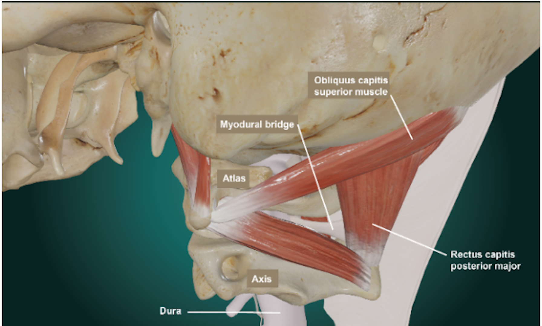 connnessioni-anatomiche